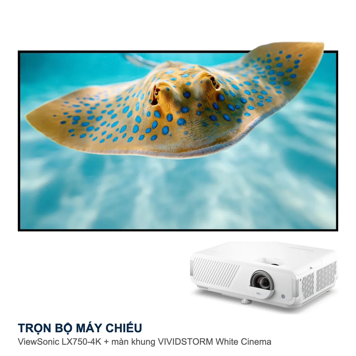 Trọn bộ máy chiếu ViewSonic LX750-4K + màn chiếu khung VIVIDSTORM White Cinema